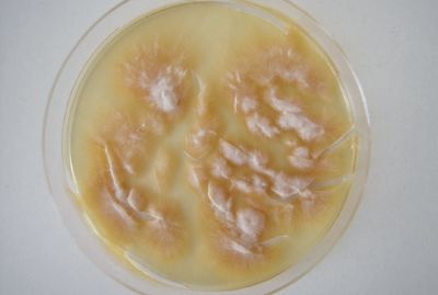 . 4.  Microsporum canis