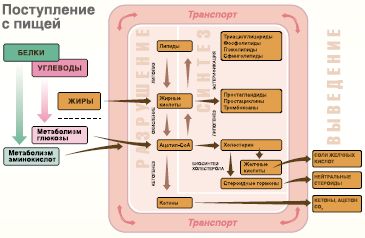 Рис. 3.Ключевые процессы в системе липидного метаболизма
