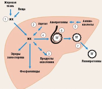 Рис. 4. Схема метаболизма ТГ