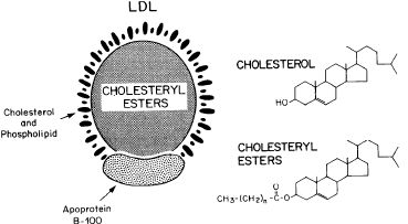 . 5.  ( Brown M. S., Goldstein J. L. Nobel lecture, 9 December, 1985).  —   ,     1500      ,    800  , 500     1   -100