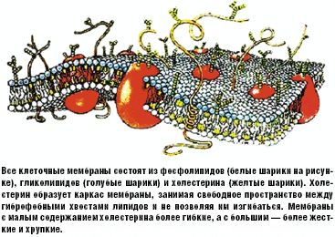 Рис. 6. Модель клеточной мембраны
