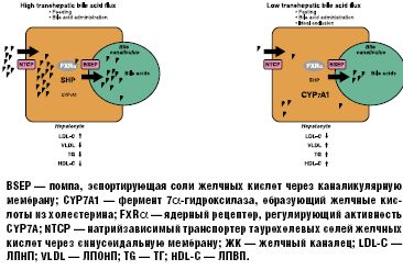 . 11.              ( uten S. M. et al., 2006)