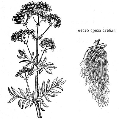 Валериана лекарственная